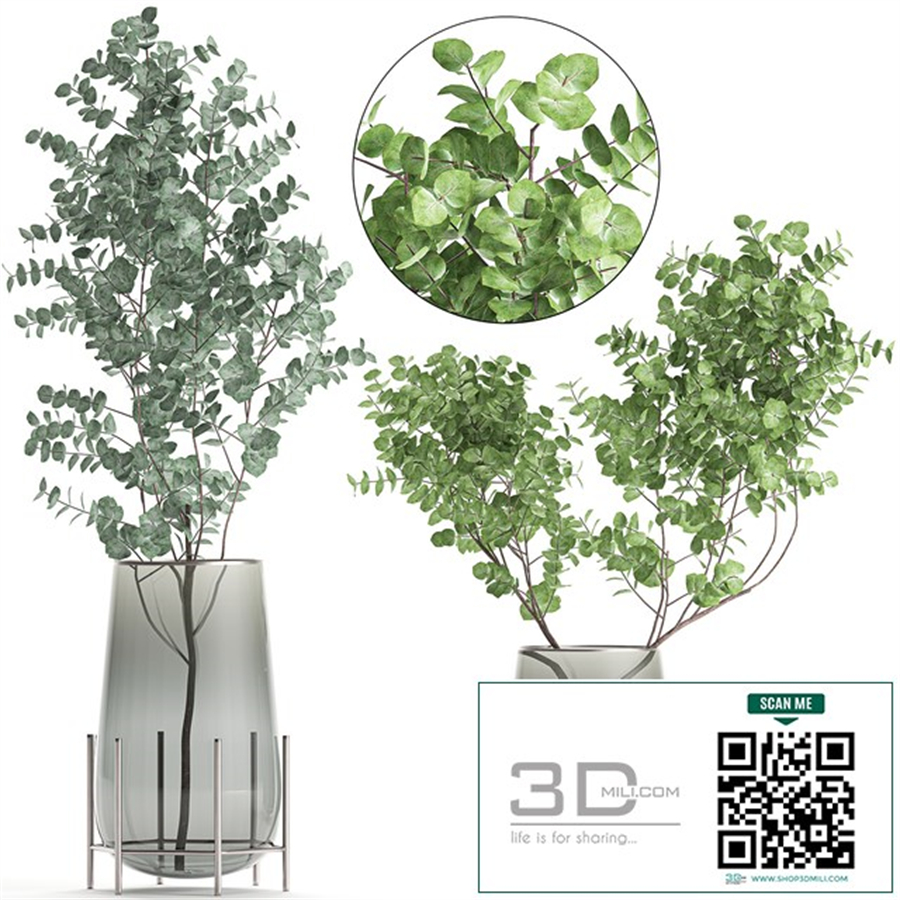 A collection of beautiful bouquets of branches with Eucalyptus leaves in a shelved vase. Set of 100.