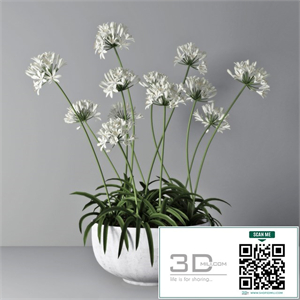 Agapanthus 02