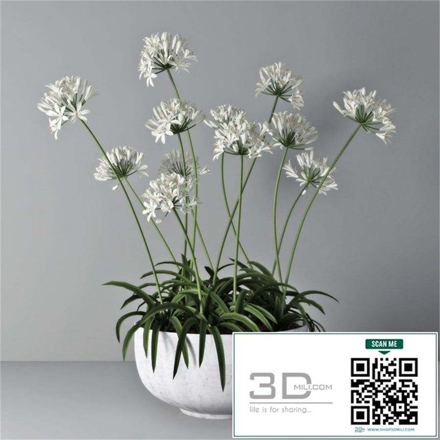Agapanthus 02