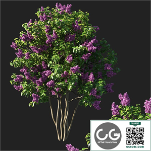 Syringa_vulgaris_tree_pink_flowers