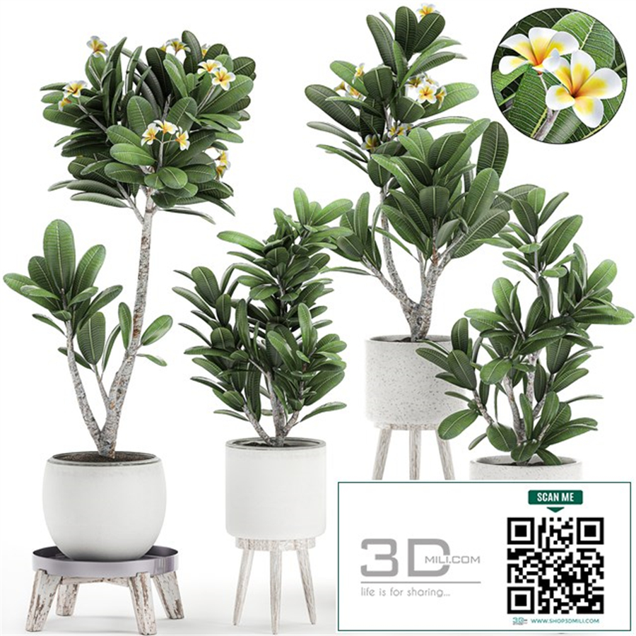 Collection of plants of small exotic flowering trees in white pots on legs with Plumeria, frangipani. Set 559.