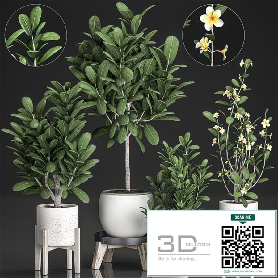 Collection of plants of small exotic flowering trees in white pots on legs with Plumeria, frangipani. Set 560.