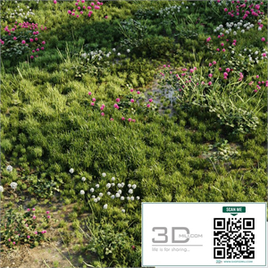 Meadow grass