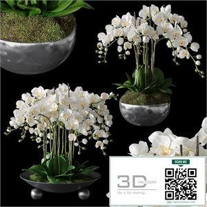 Orchids 1