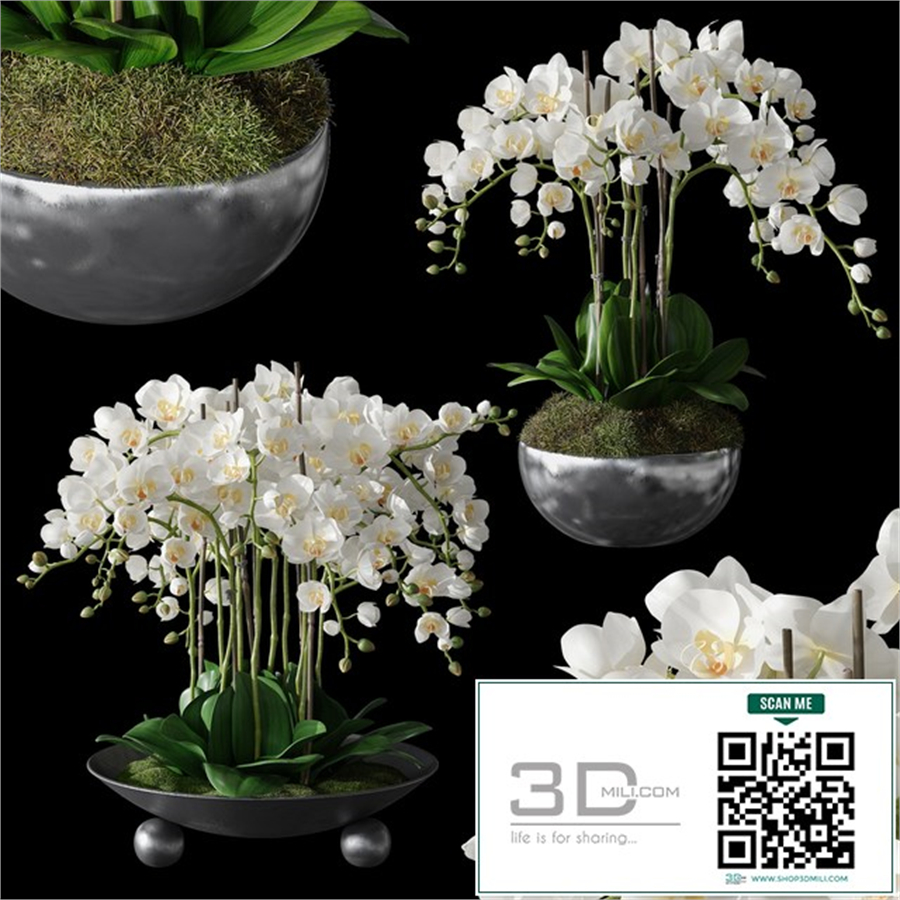 Orchids 1