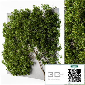 Ivy wall plants 02