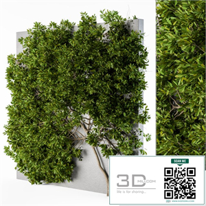 Ivy wall plants 02