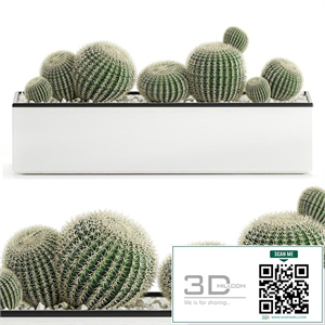 Collection of cacti in a white flowerpot flowerbed with echinocactus, round cactus, Barrel cactus. Set 583.