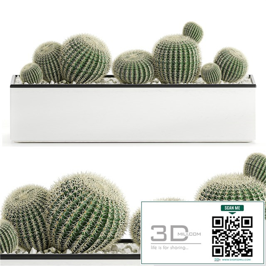 Collection of cacti in a white flowerpot flowerbed with echinocactus, round cactus, Barrel cactus. Set 583.