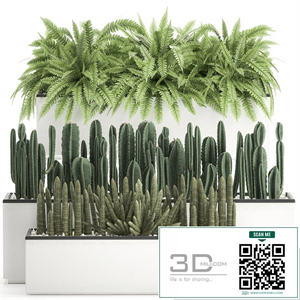 Collection of plants in outdoor white potted flower beds with bushes of fern, Cereus, Sansevieria, cactus. Set 584.