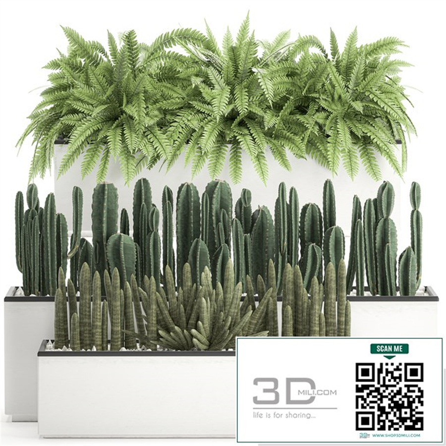 Collection of plants in outdoor white potted flower beds with bushes of fern, Cereus, Sansevieria, cactus. Set 584.