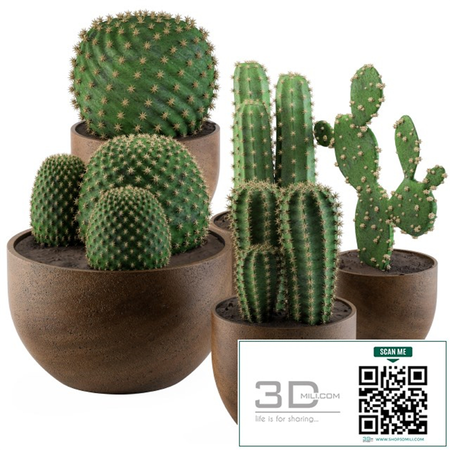 Cactus collection 02