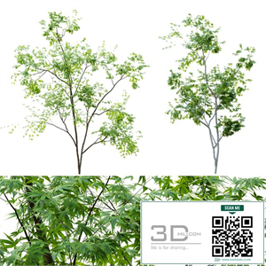 Two young trees