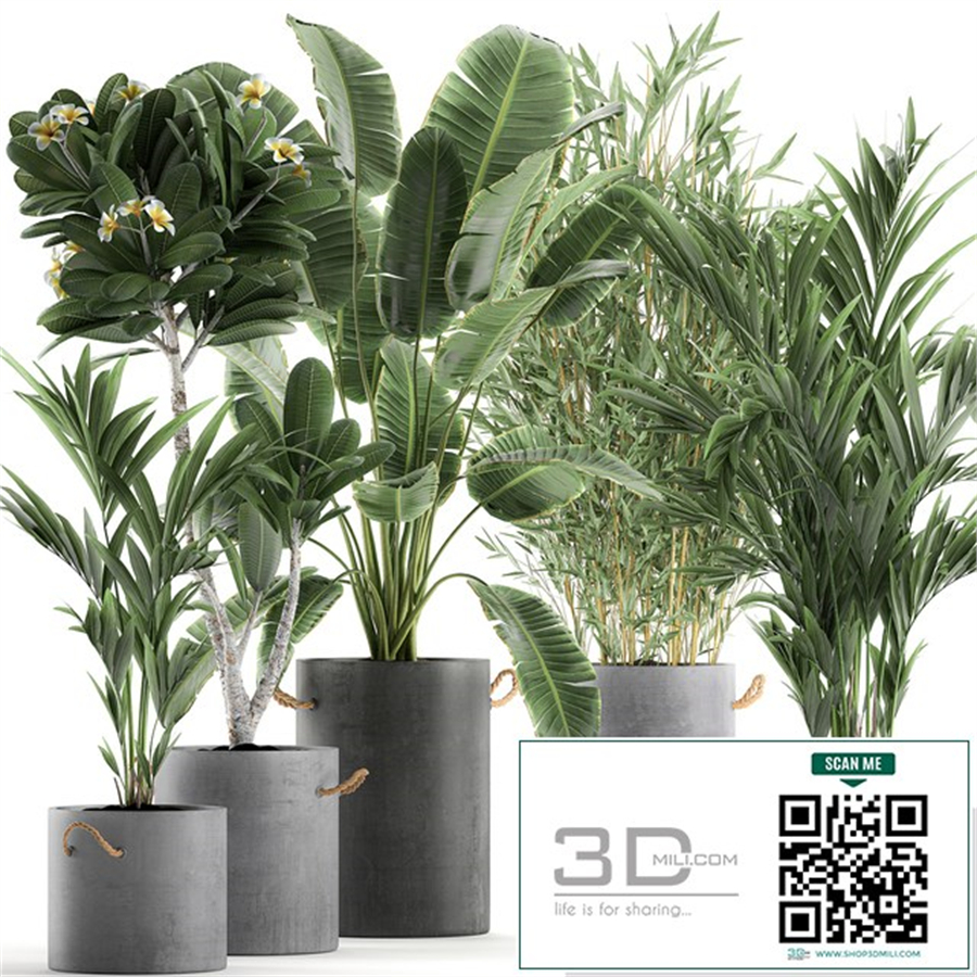 A collection of industrial-style plants in concrete flowerpots and pots made of banana, plumeria, palm, bamboo. Set 597.