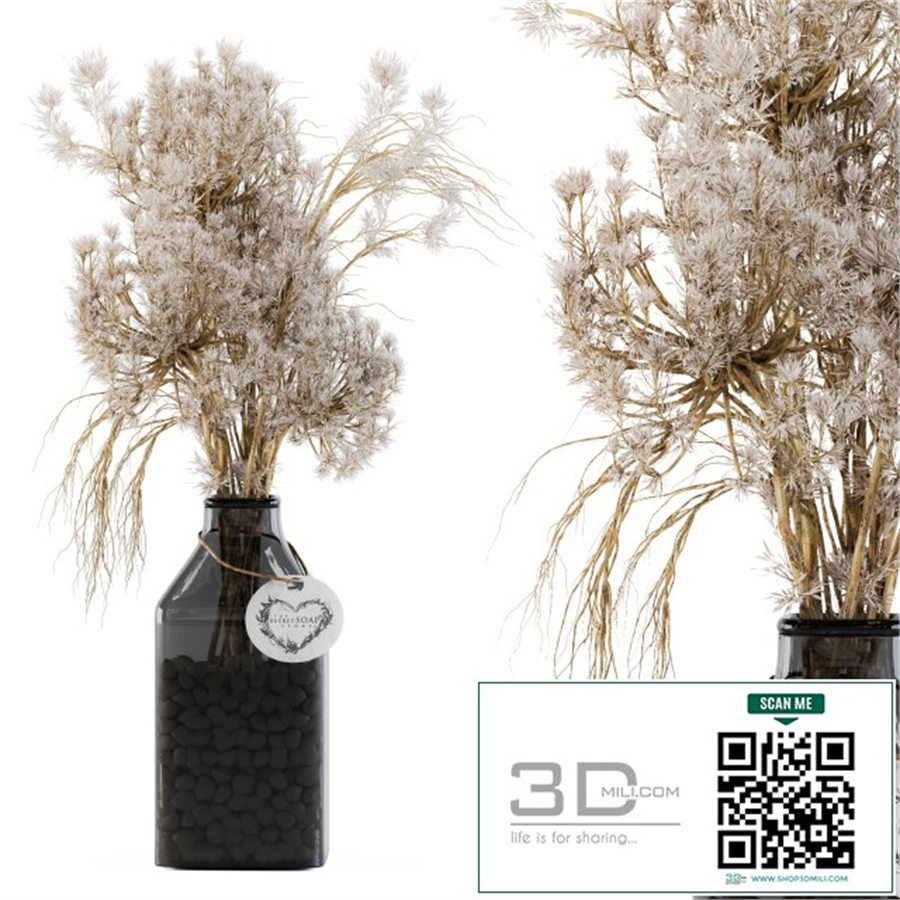 Dry plants 09