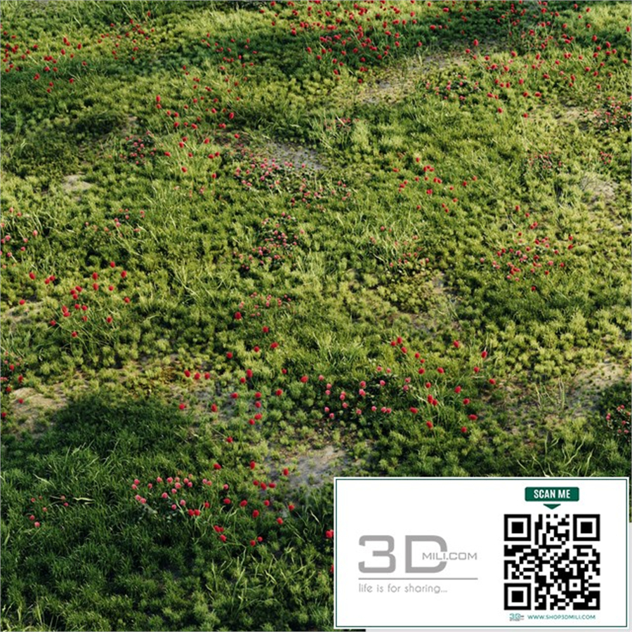 Meadow grass 2