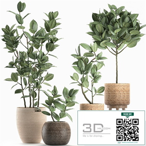 Collection of small ornamental trees in rattan baskets on legs with ficus elastic. Set 606.