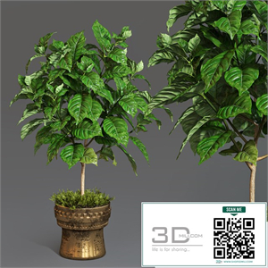 Coffee tree