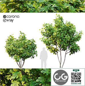 Two fig trees