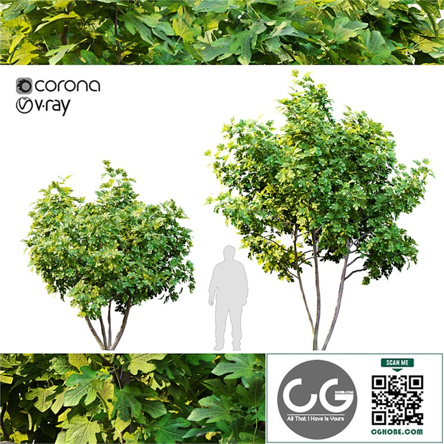 Two fig trees