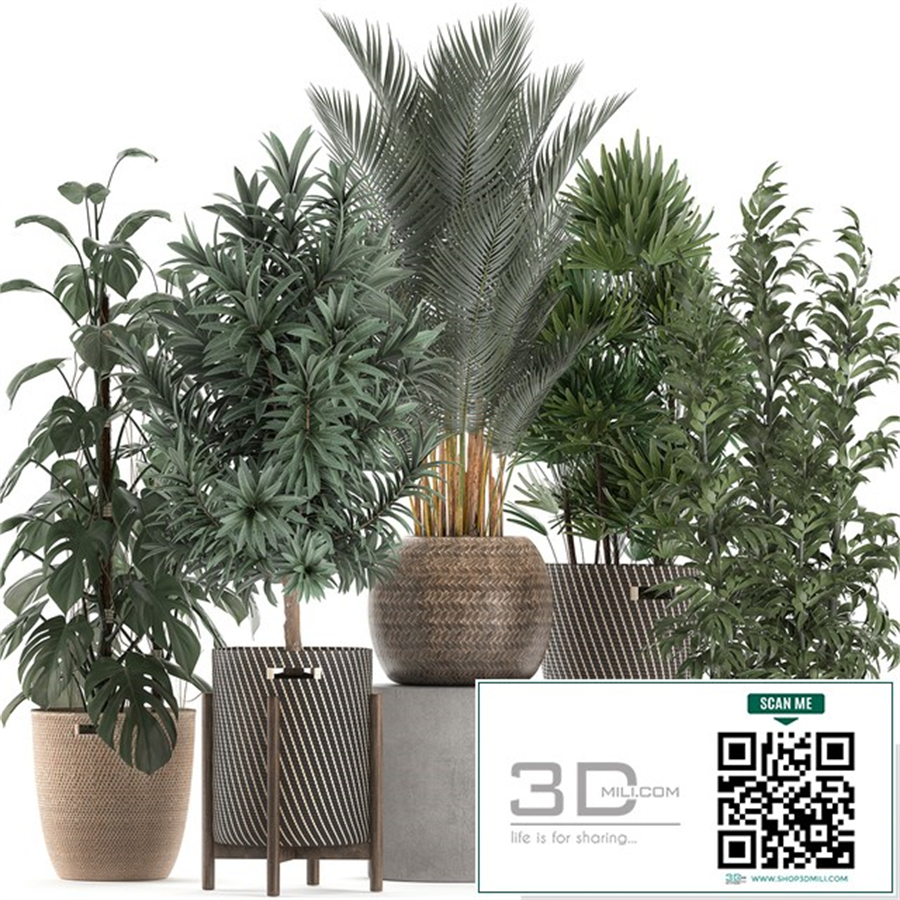 Collection of plants in flower wicker baskets with Monstera, bamboo bush, palm, Raphis Palm, Dracaena. Set 632.