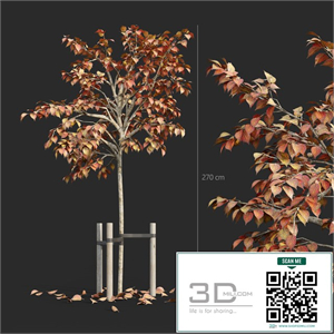 Tree with stake 01