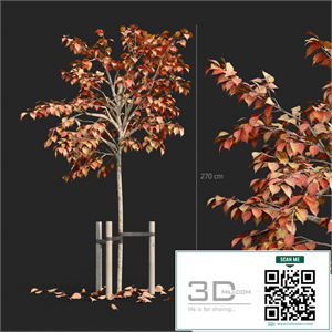 Tree with stake 01