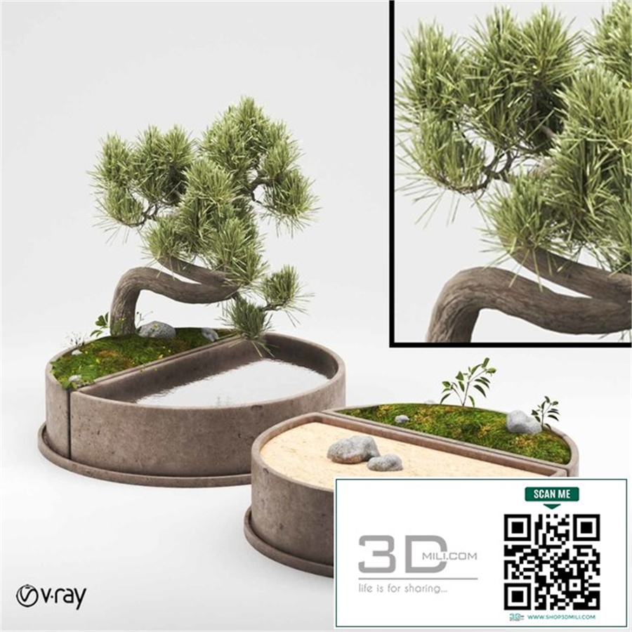 Bonsai Tree 
