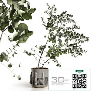 Eucalyptus tree