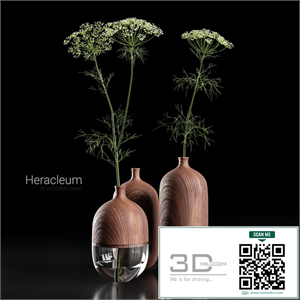 Heracleum in wooden vase
