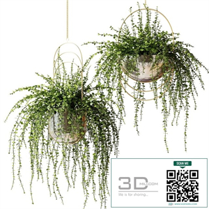 Ampel plants in shiny designer pots