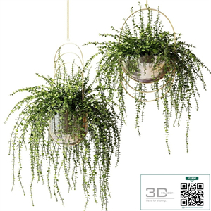 Ampel plants in shiny designer pots