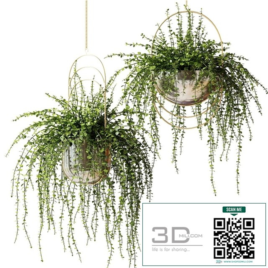 Ampel plants in shiny designer pots