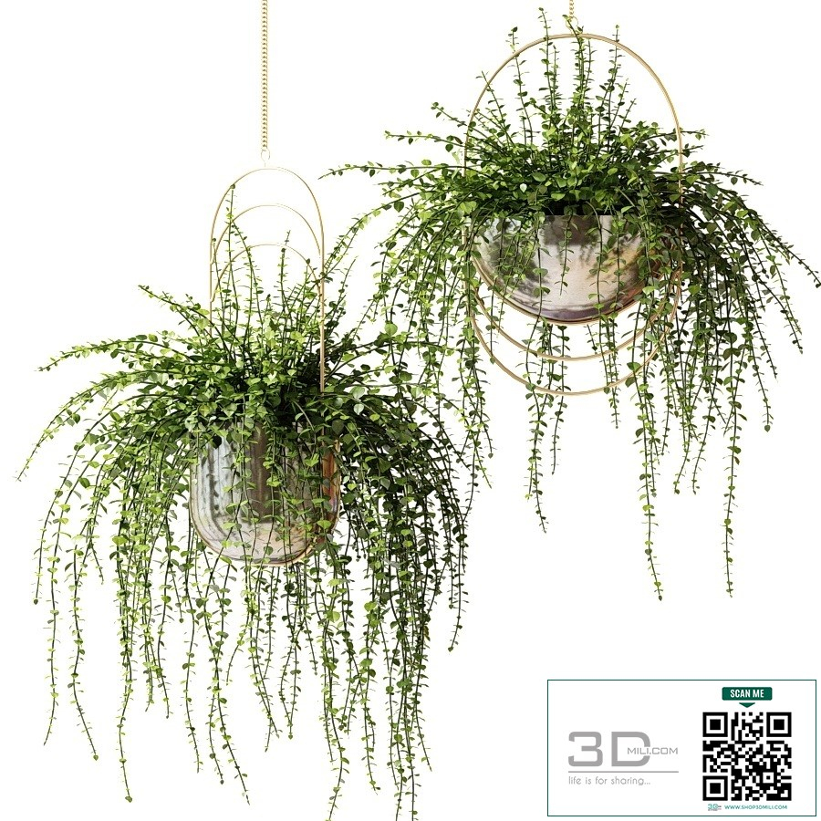 Ampel plants in shiny designer pots