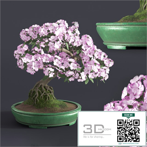Japanese azalea bonsai