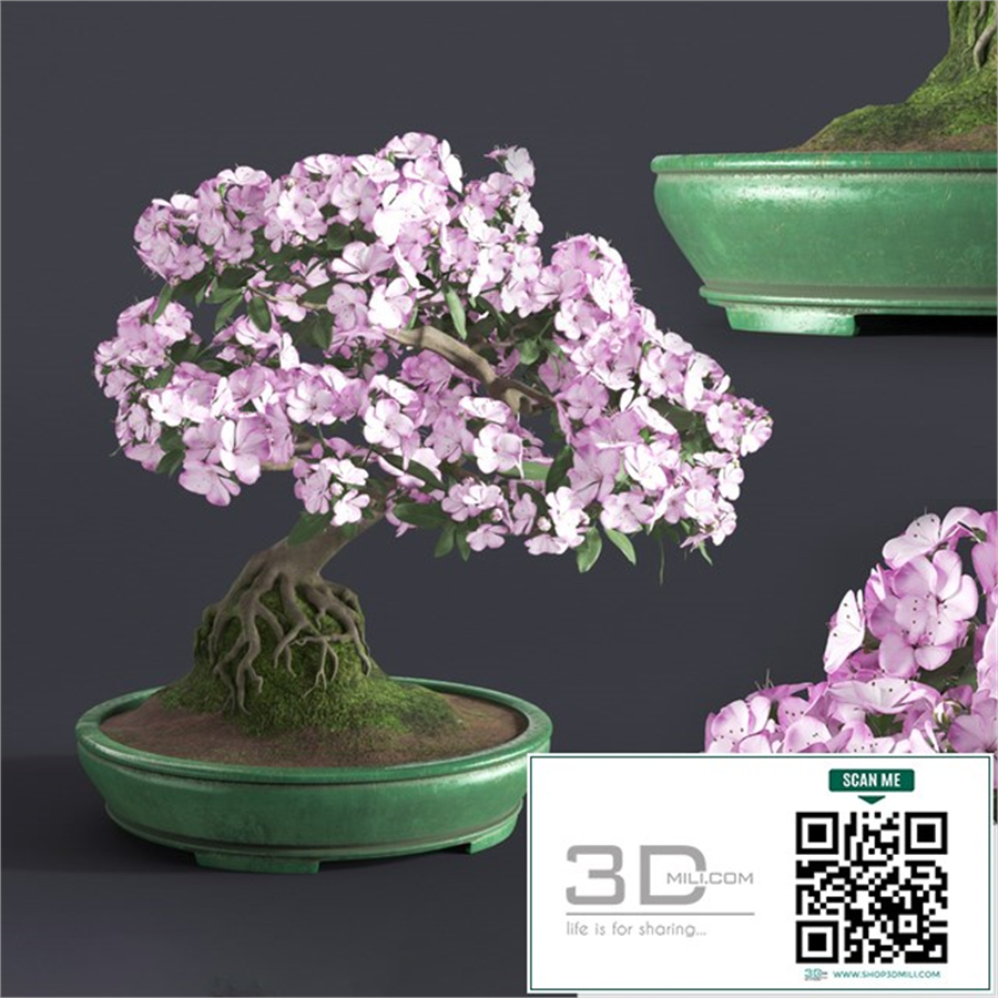 Japanese azalea bonsai