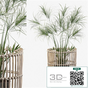 Plants collection 050 - Cyperus Nofretete 03