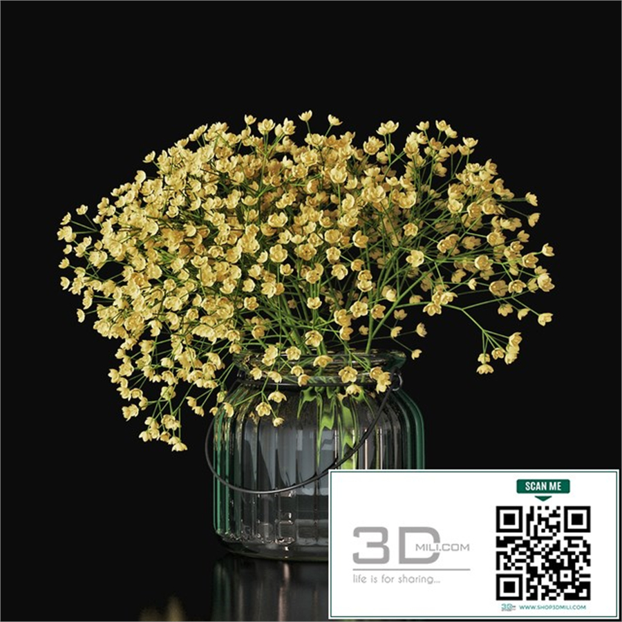 Gypsophila 03