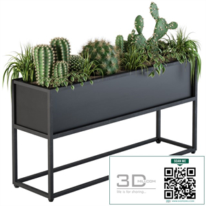 Indoor Plants Box Cactus