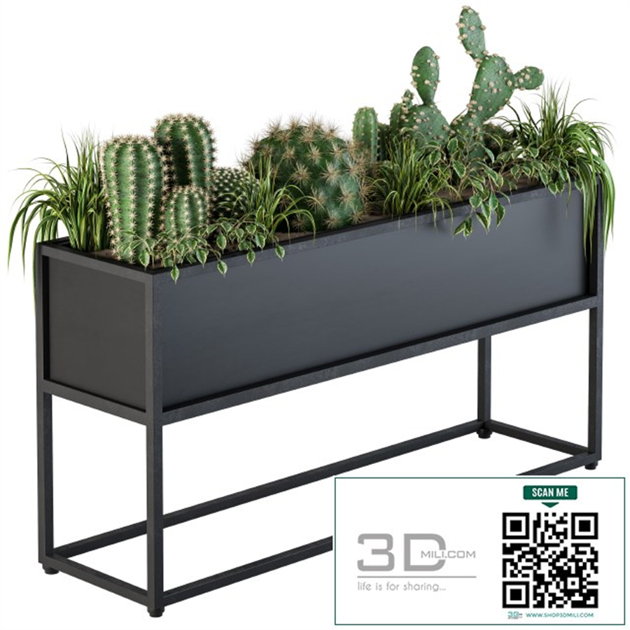 Indoor Plants Box Cactus