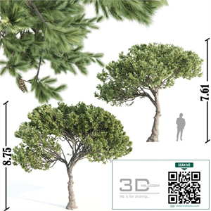 2 Italian pine corona