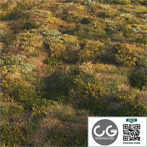 Forest grass