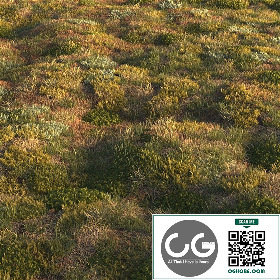 Forest grass