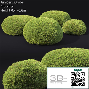 Juniperus Globe
