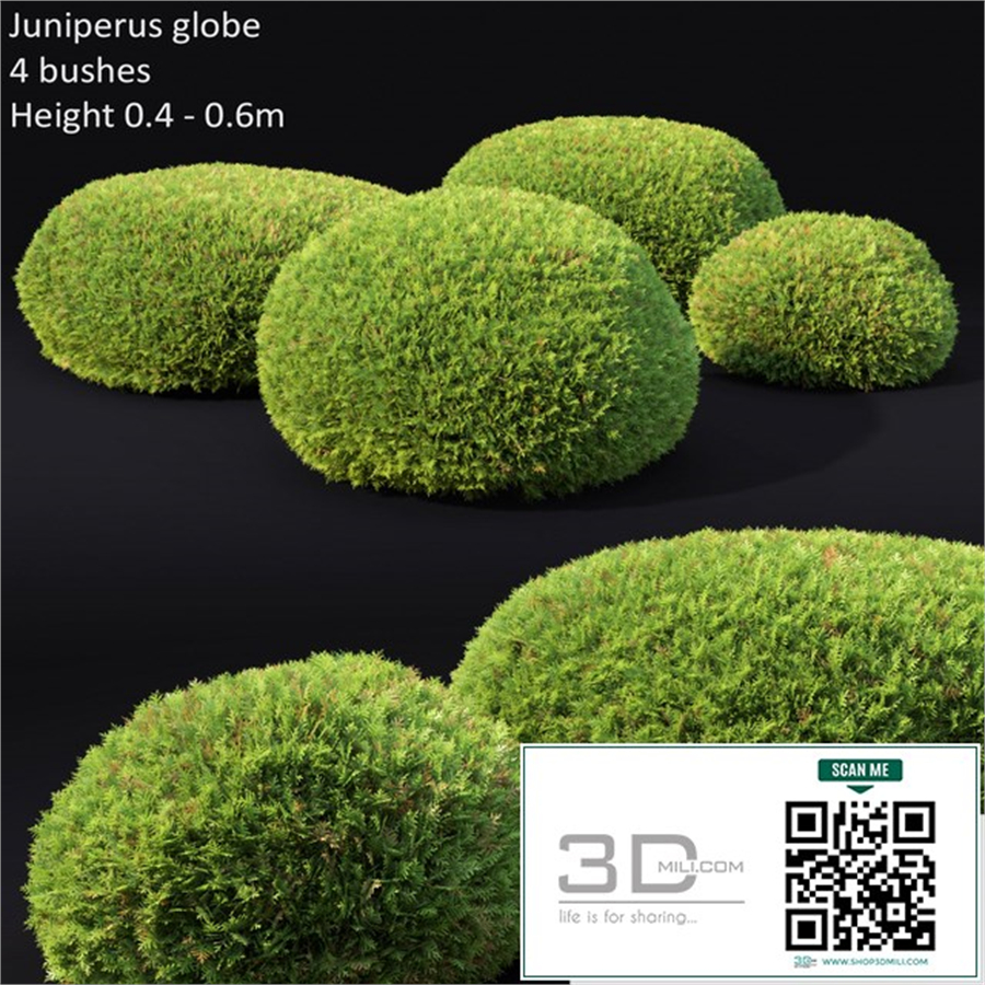 Juniperus Globe