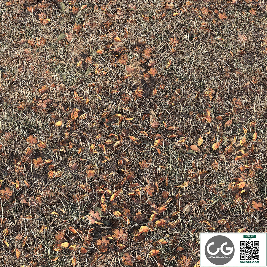 Autumn grass