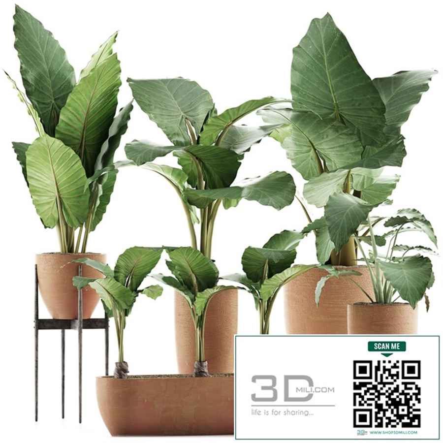 Plants Collection 31