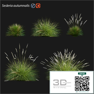 Sesleria autumnalis | Autumn moor grass