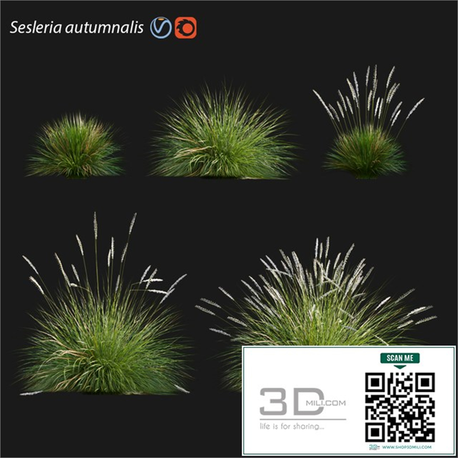 Sesleria autumnalis | Autumn moor grass