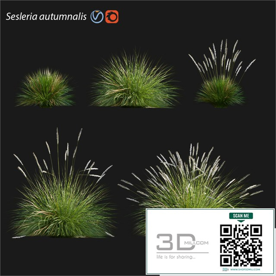 Sesleria autumnalis | Autumn moor grass